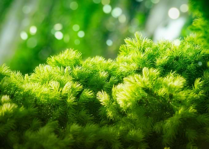 Greens