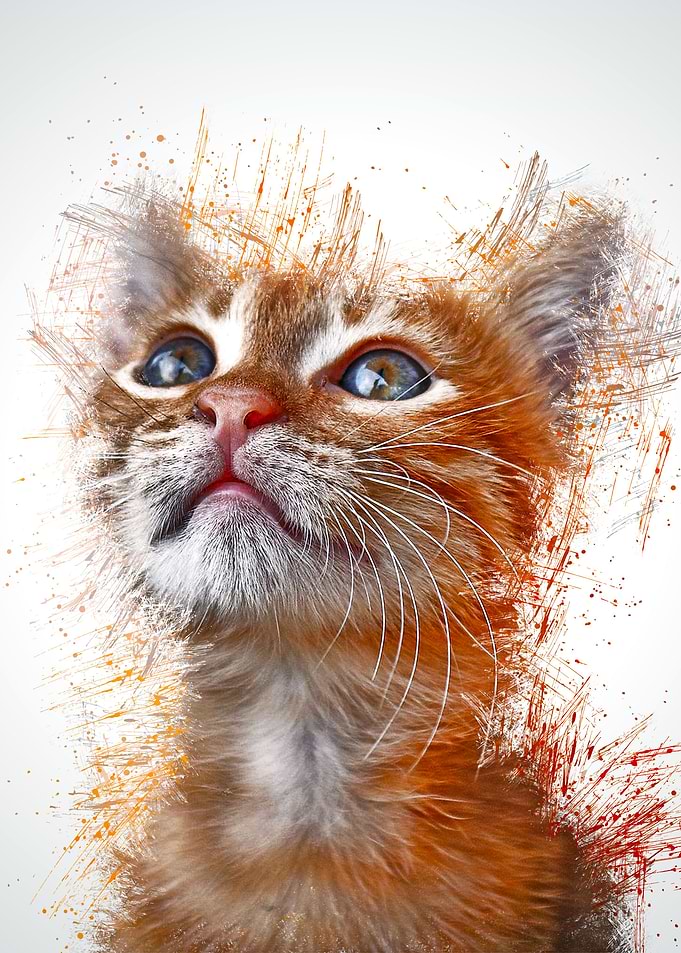 Cat Cute Animal
