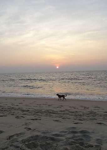 dog takes a walk