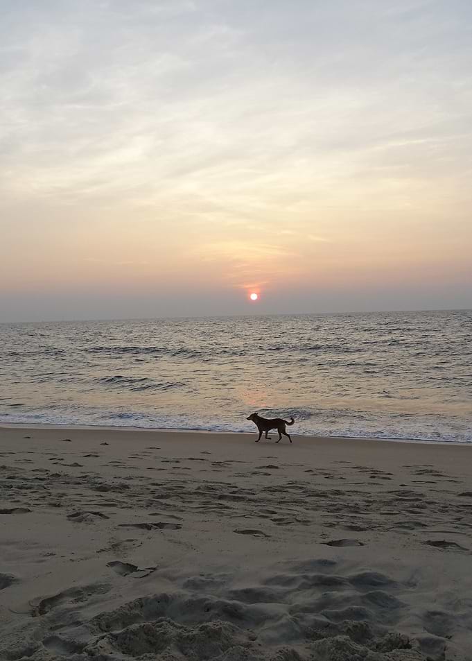 dog takes a walk