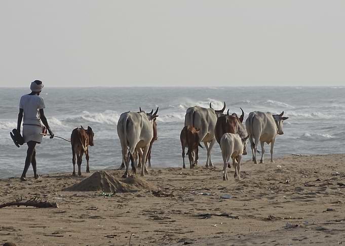 holy cows of India