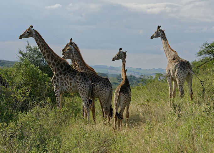 Giraffes Animals by Nature