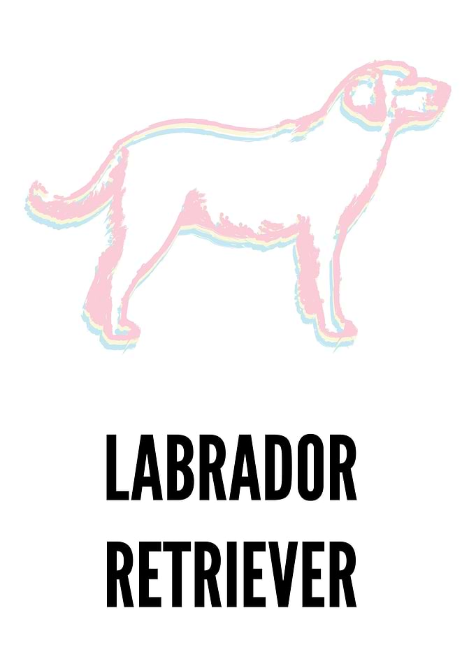 Labrador retriever