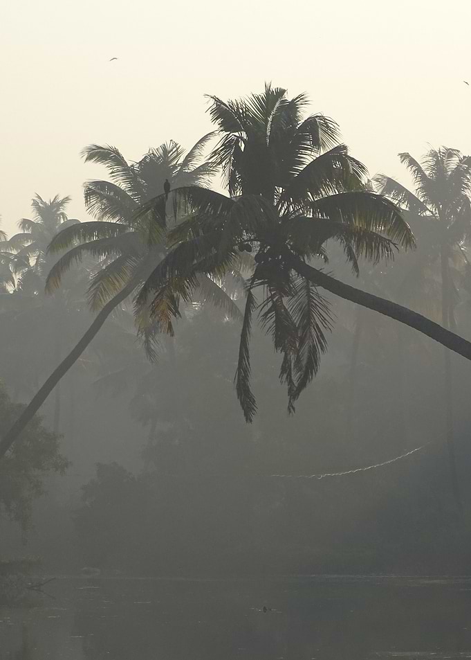 Morning in the Back Waters