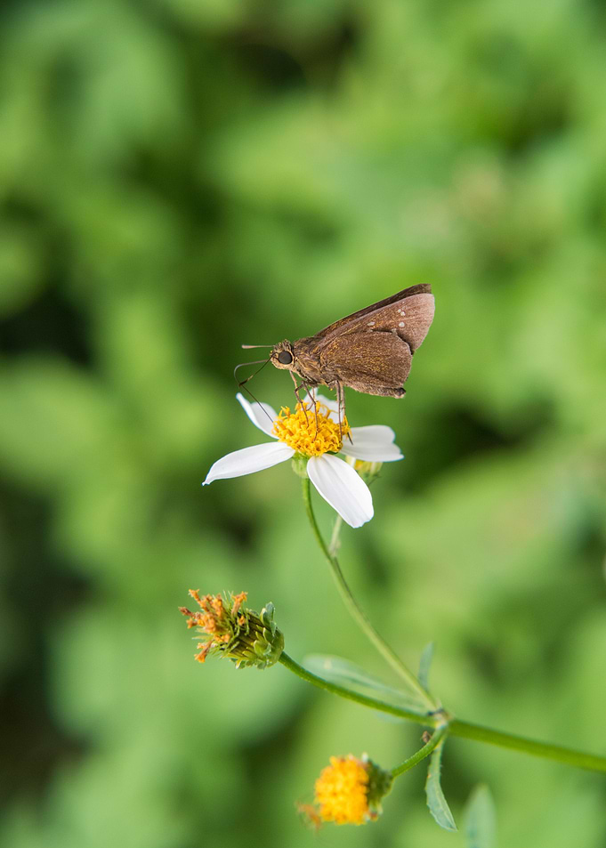 Butterfly on the flowers