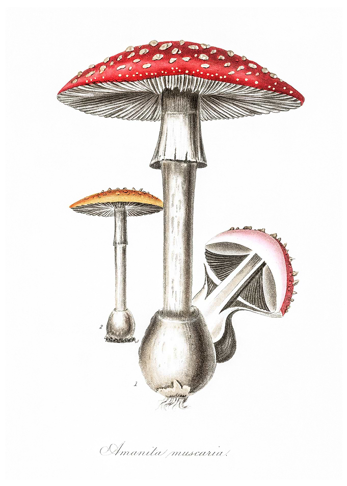 Amanita muscaria