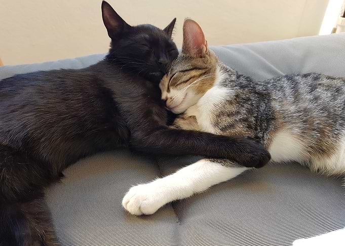 Mailo und Akira