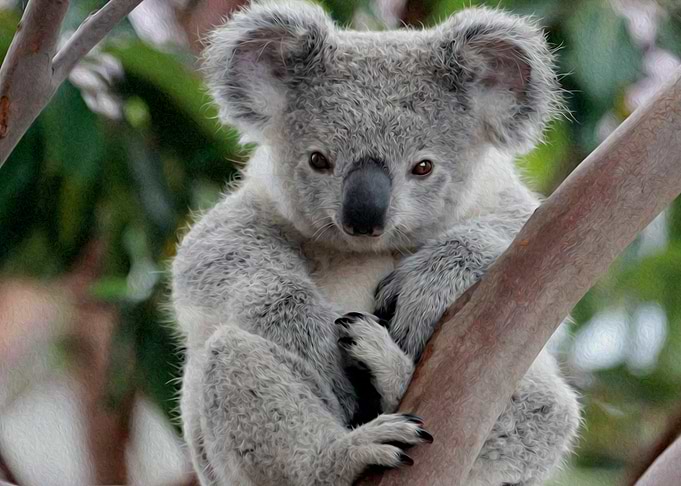 koala