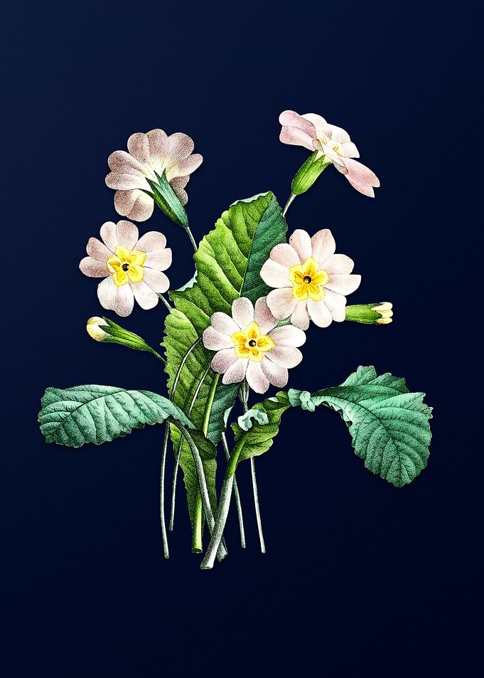 Grandiflora on Blue