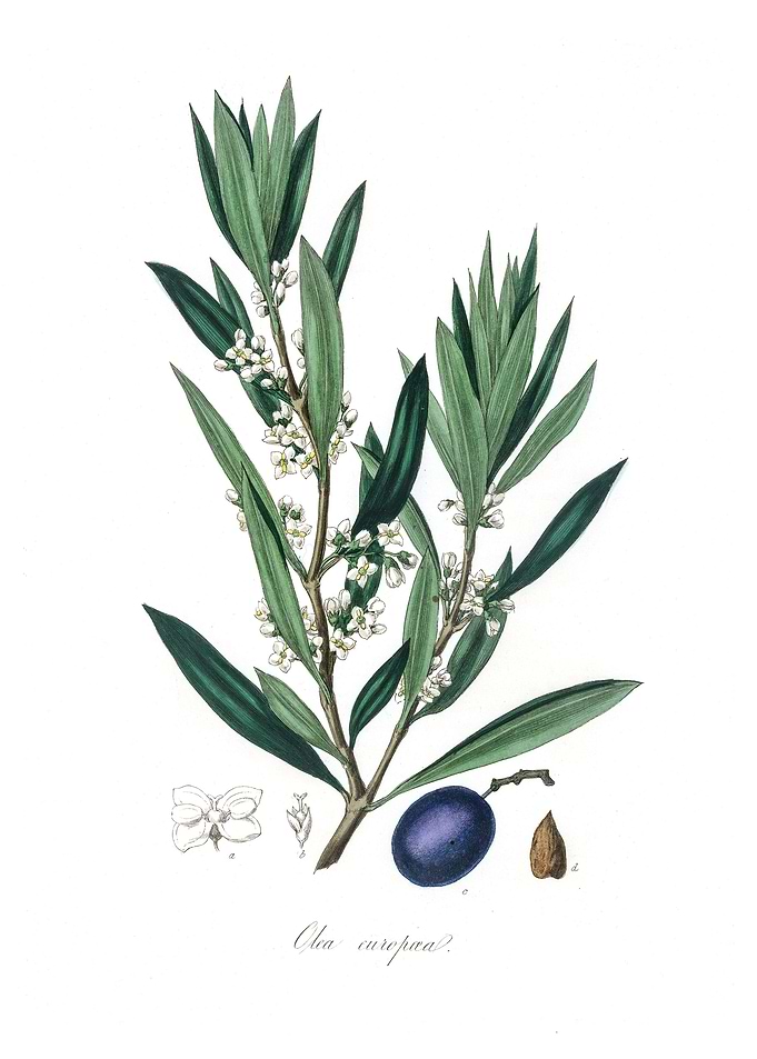 Olive Olea europaea