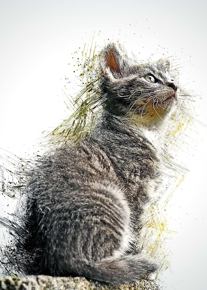 Cat Cute Animal