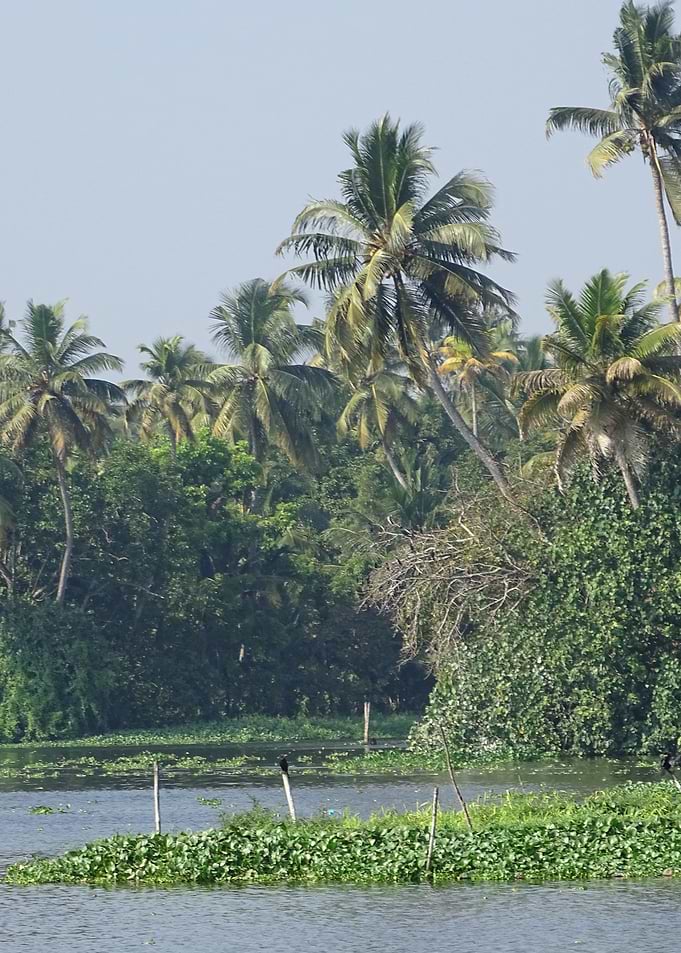 stunning Kerala backwaters