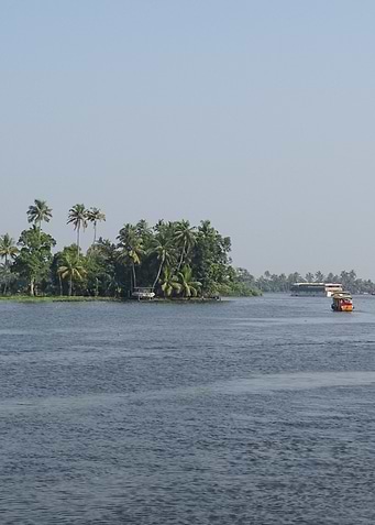 palms in the back waters