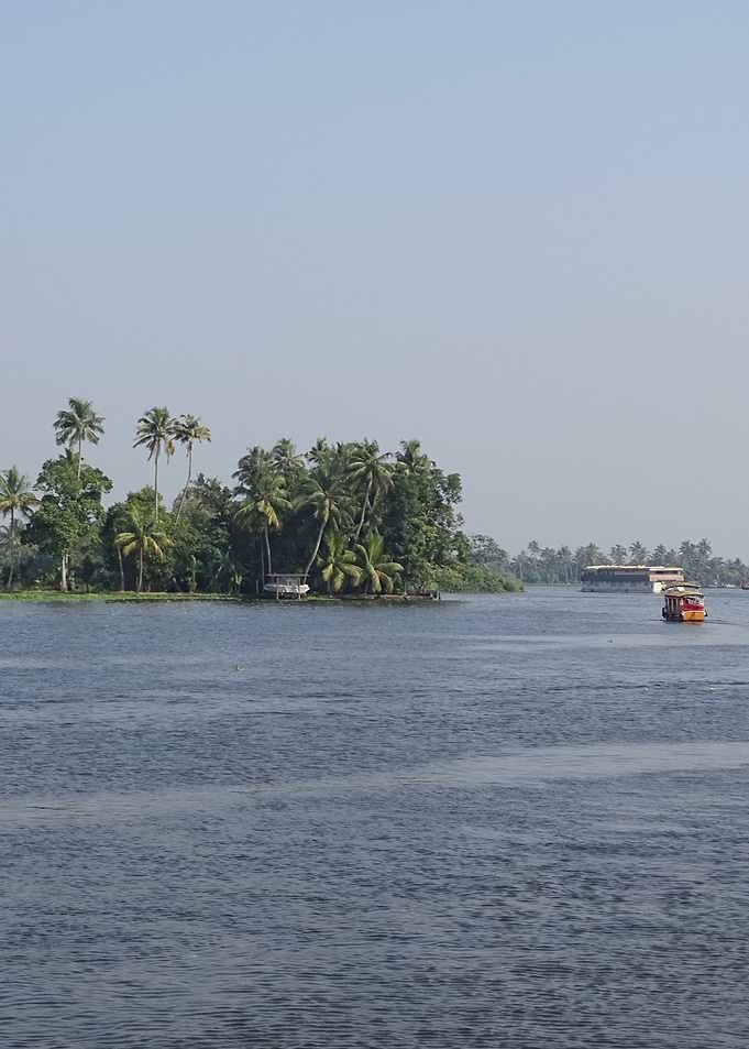 palms in the back waters