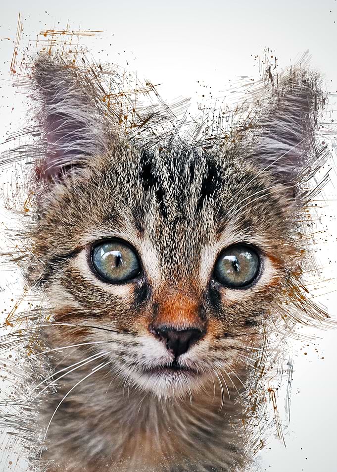 Cat Cute Animal