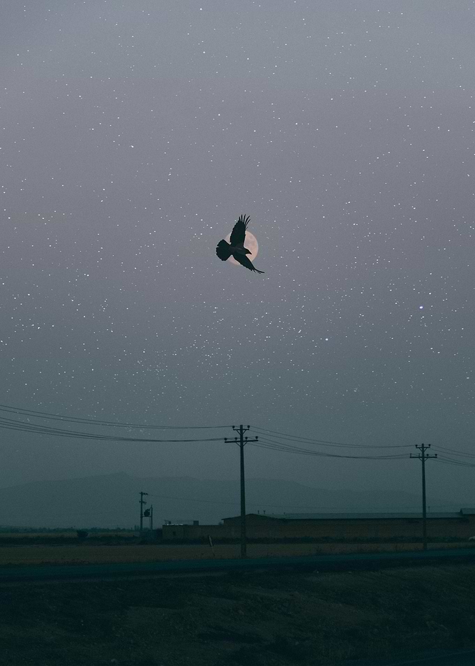 crow and moon