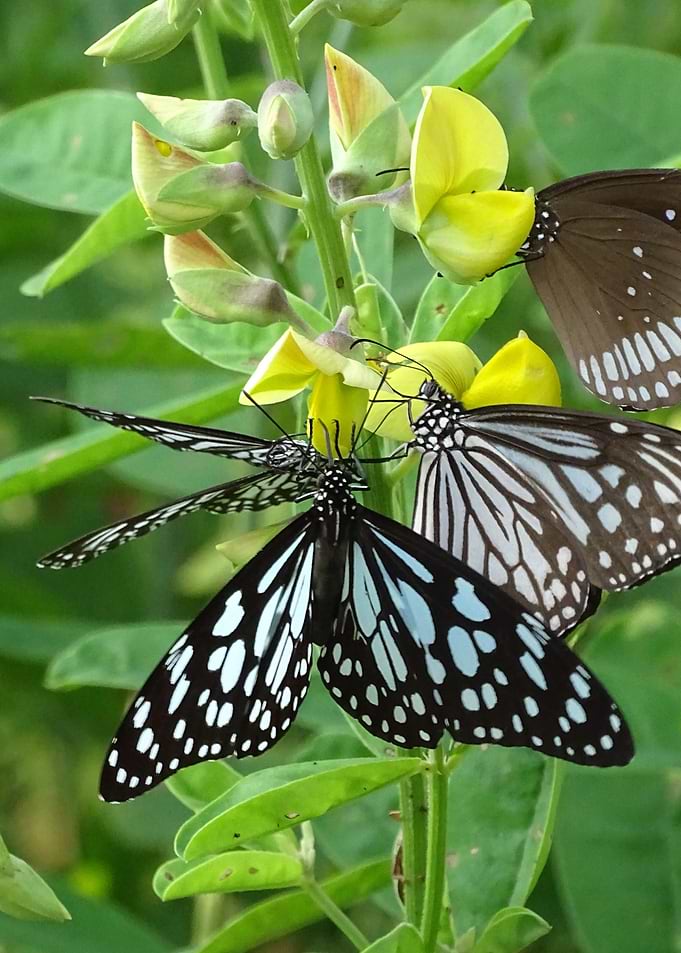 in the butterfly garden