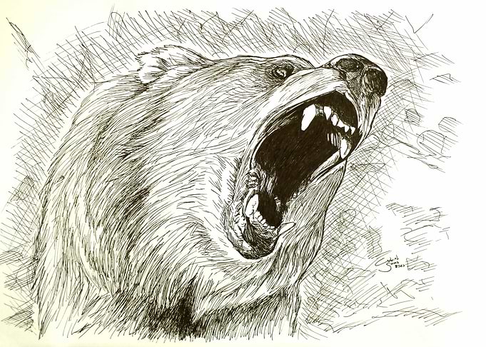 Bear