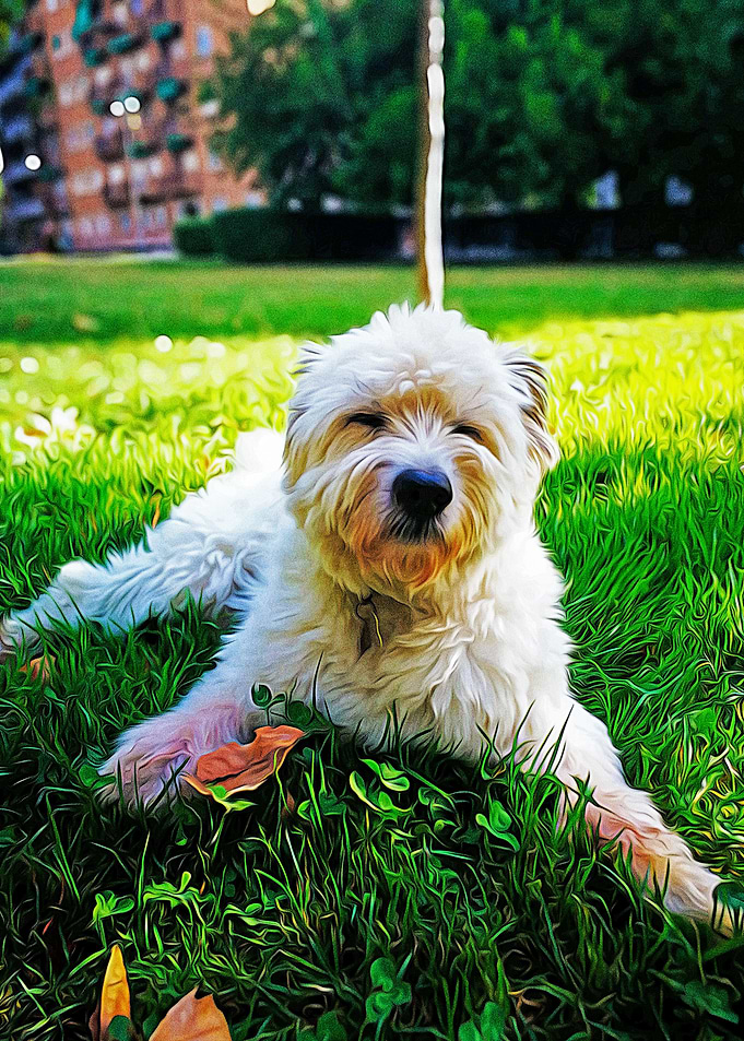 Cute dog lying on a grass
