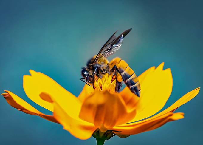Painting Of Bee Flower