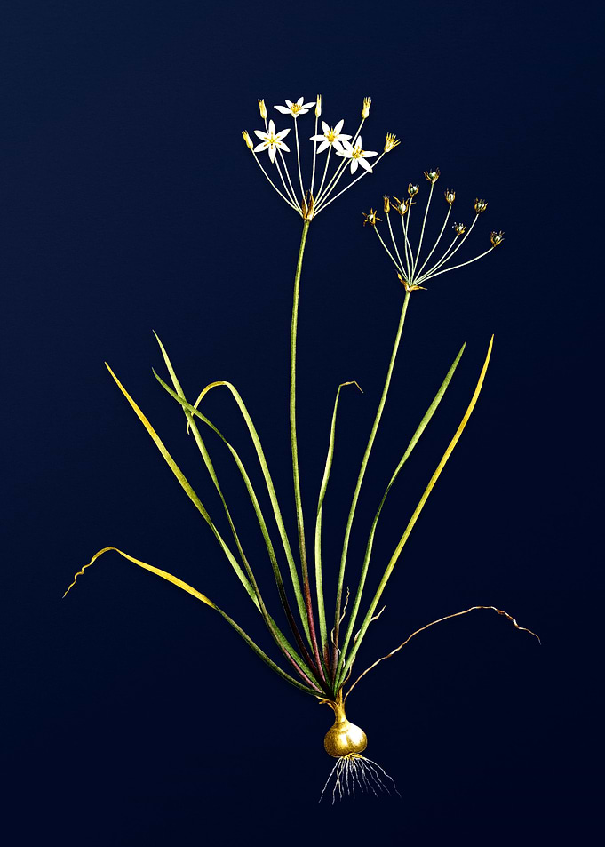 Allium Straitum on Blue