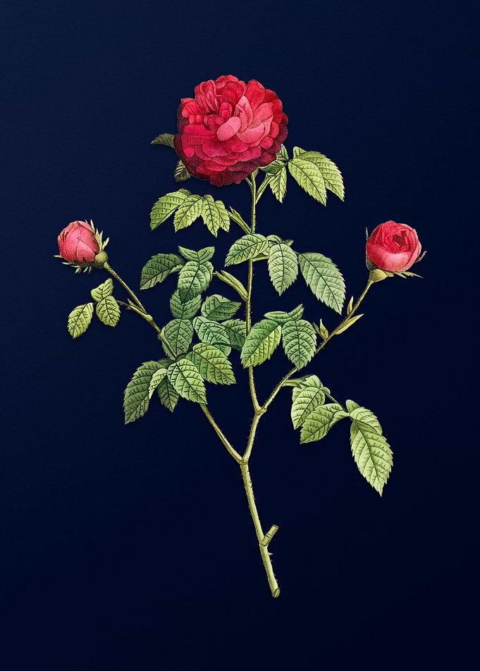 Agatha Rose on Blue