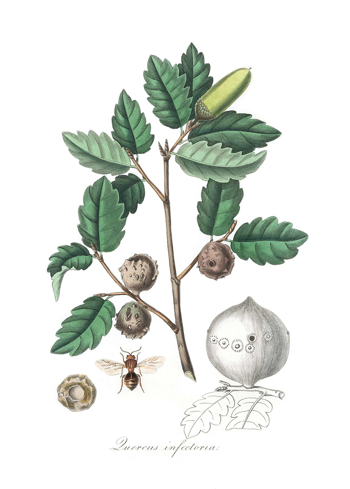 Aleppo oak