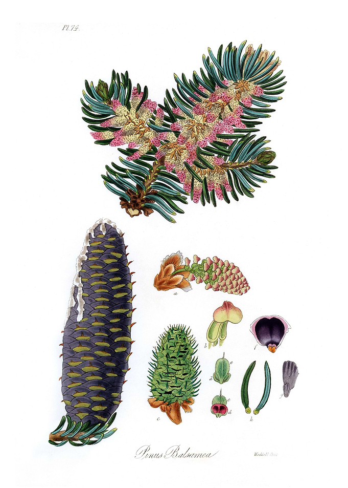 Balsam Pinus balsamea