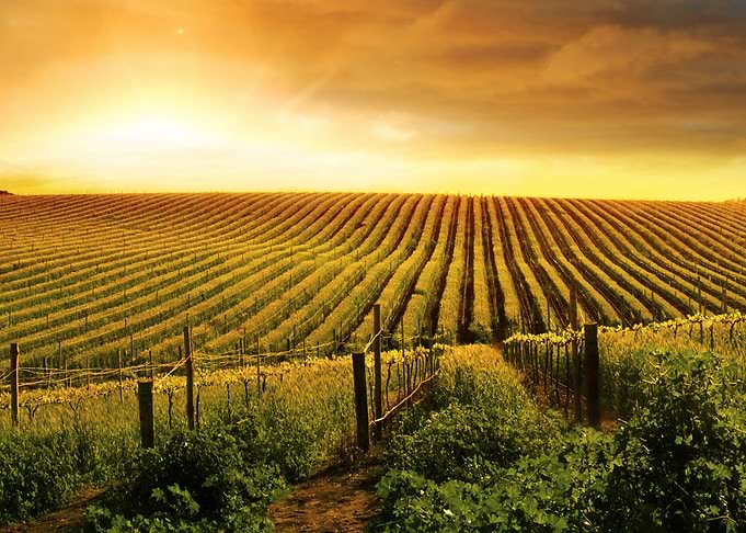 Adelaide Agriculture Austr