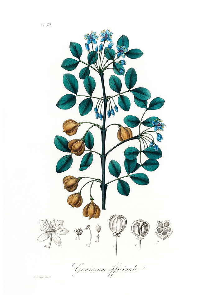 Guaiacwood Guaiacum