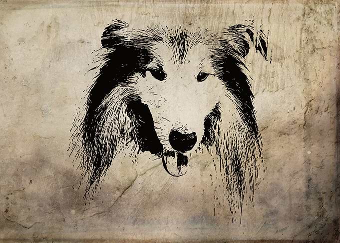 Collie