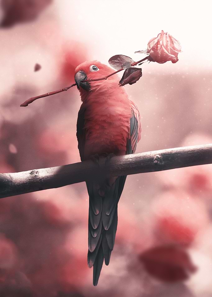 Cute Parrot