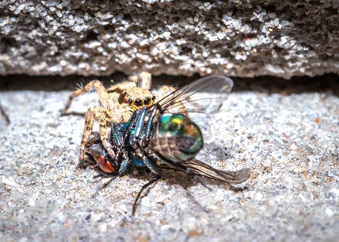 Spider eating a fly