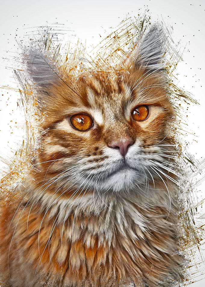 Cat Cute Animal