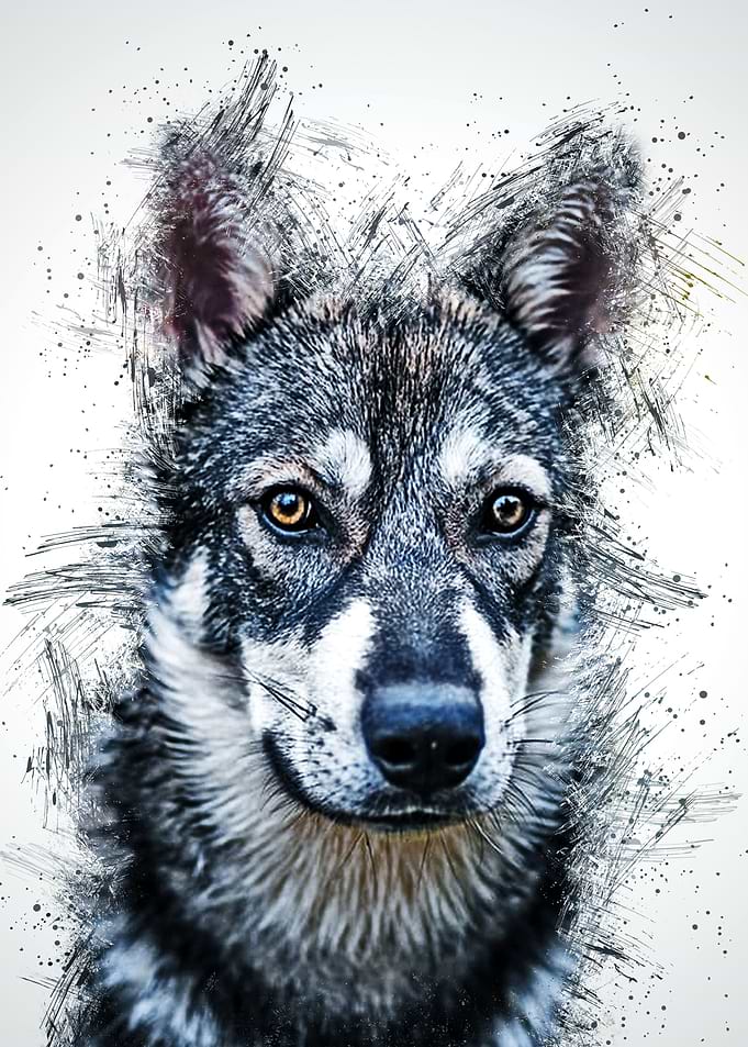 Wolf Animal