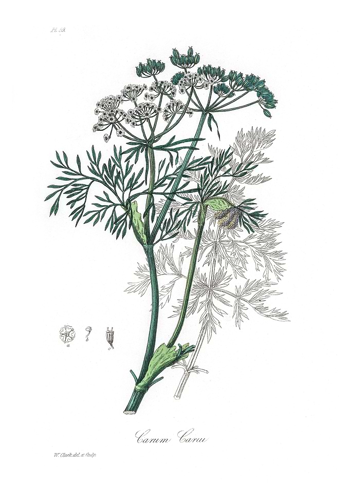 Caraway Carum