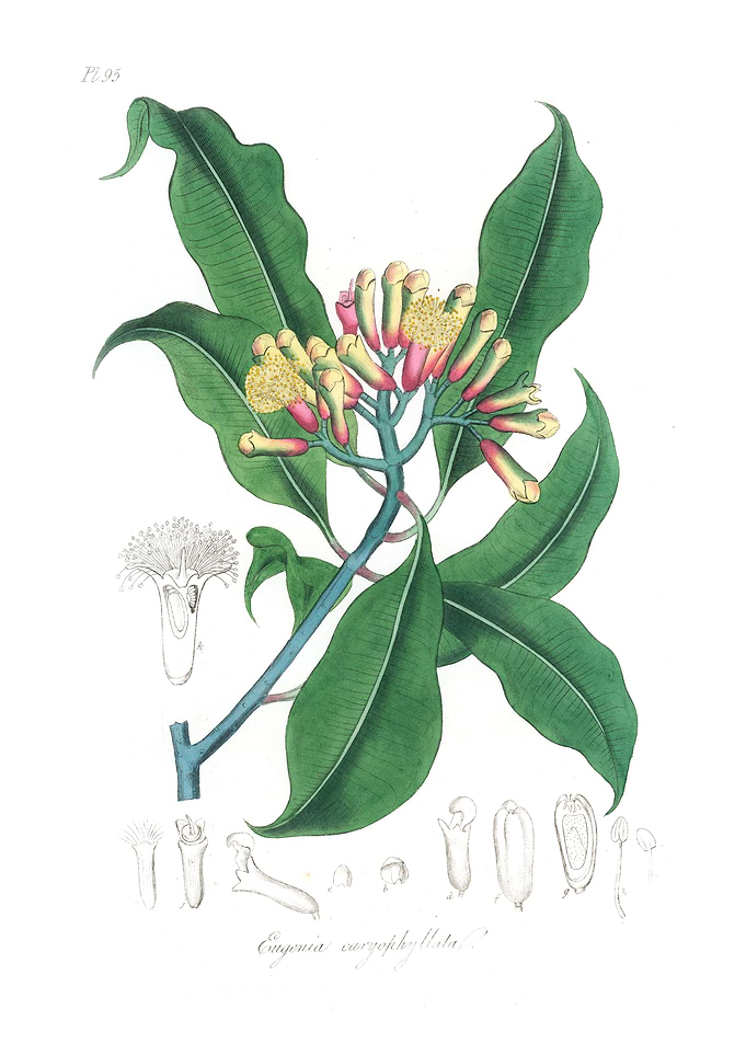 Cloves Eugenia