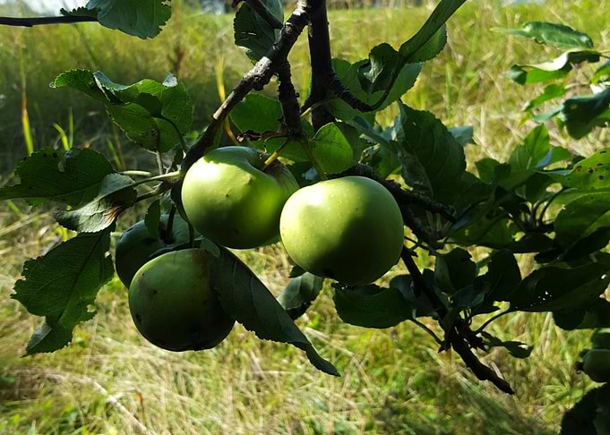Green Apples