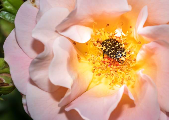 Beetle in a rose