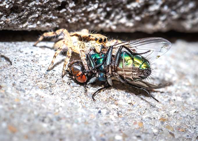 Spider eating a fly