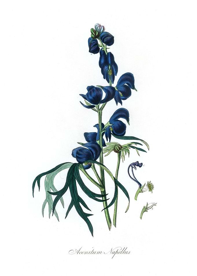 Aconitum napellus