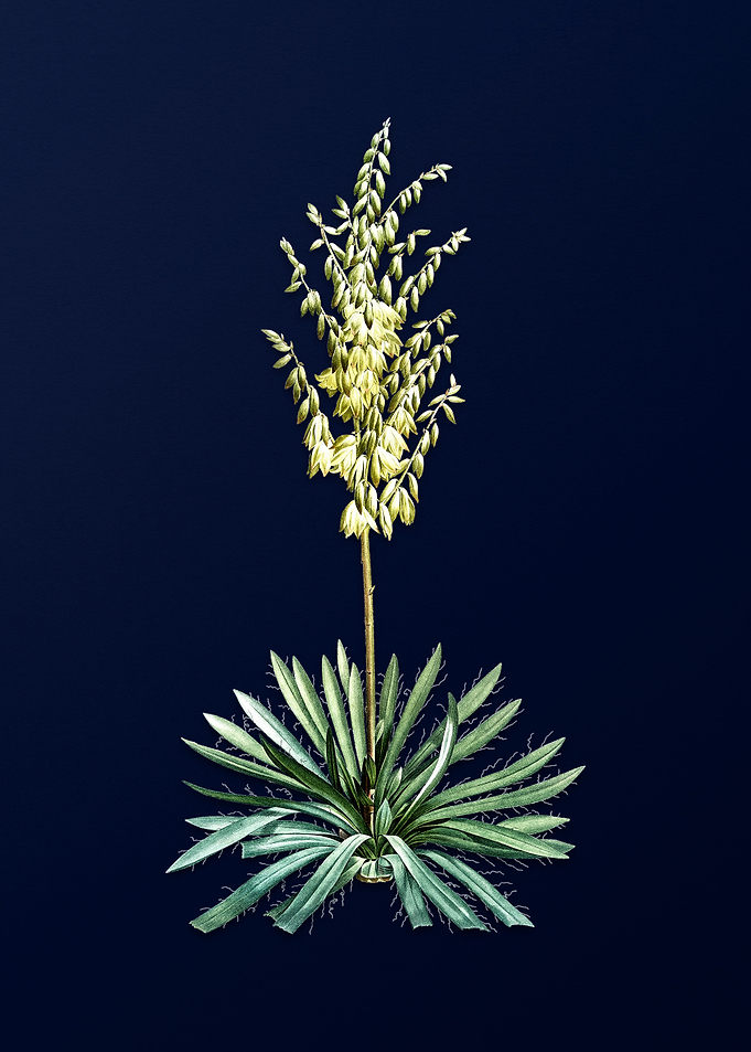 Adams Needle on Blue