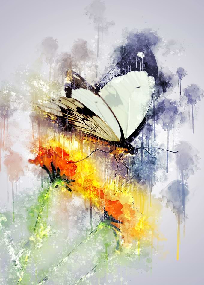 Butterfly