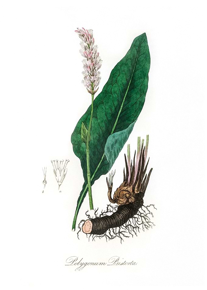 Bistort Polygonum bistorta