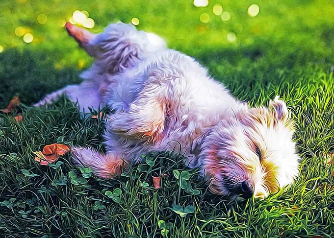 Cute dog lying on a grass