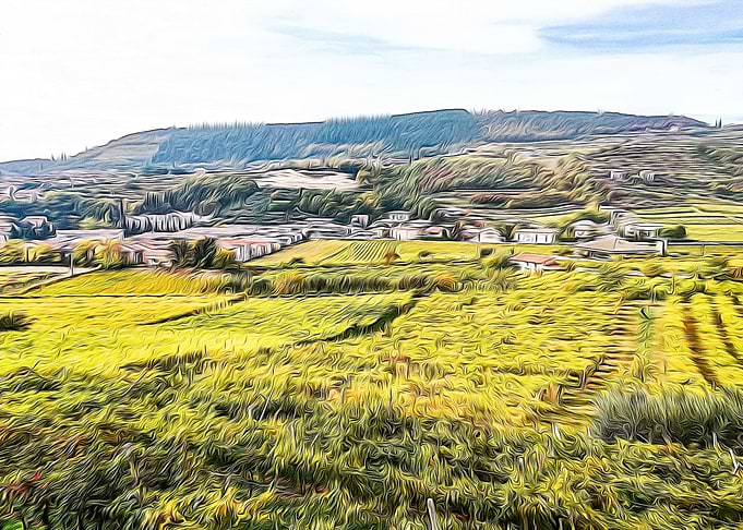 Vineyards in Italy
