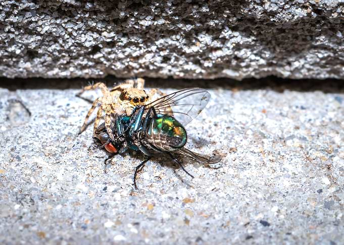 Spider eating a fly
