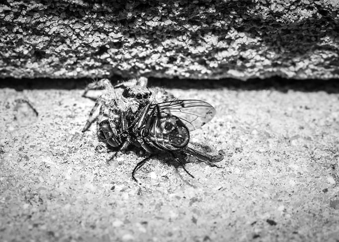 Spider eating a fly