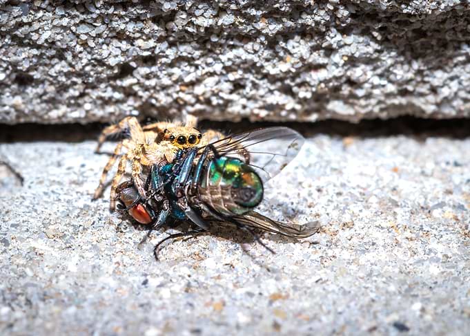 Spider eating a fly
