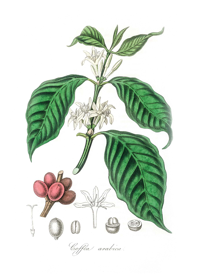 Coffea arabica